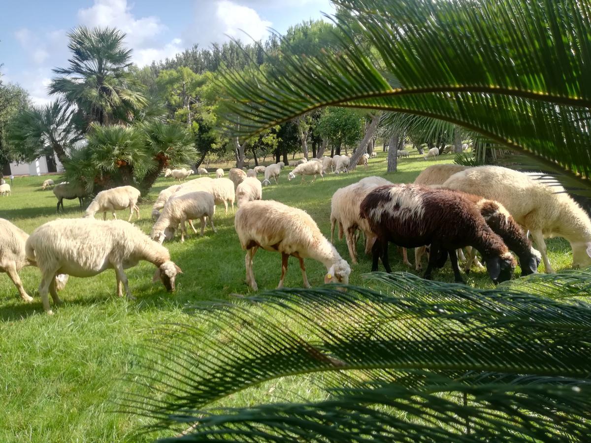 Agriturismo Torrevecchia San Pancrazio Salentino Eksteriør billede