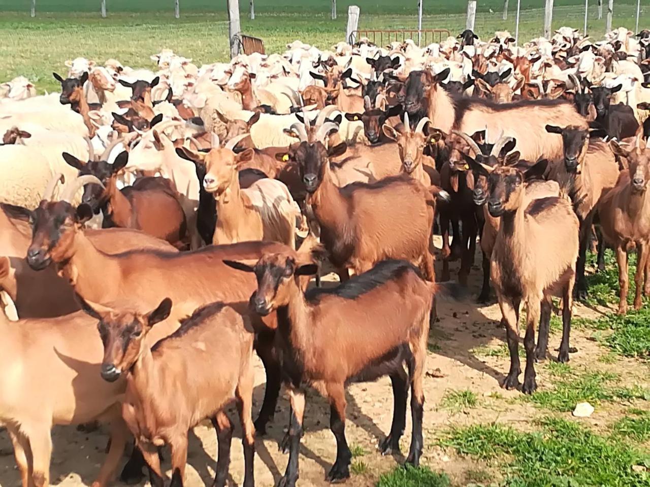 Agriturismo Torrevecchia San Pancrazio Salentino Eksteriør billede